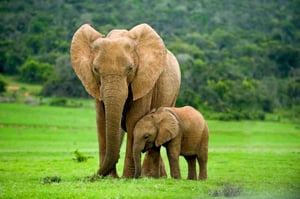 Elephants representing analytics blindness